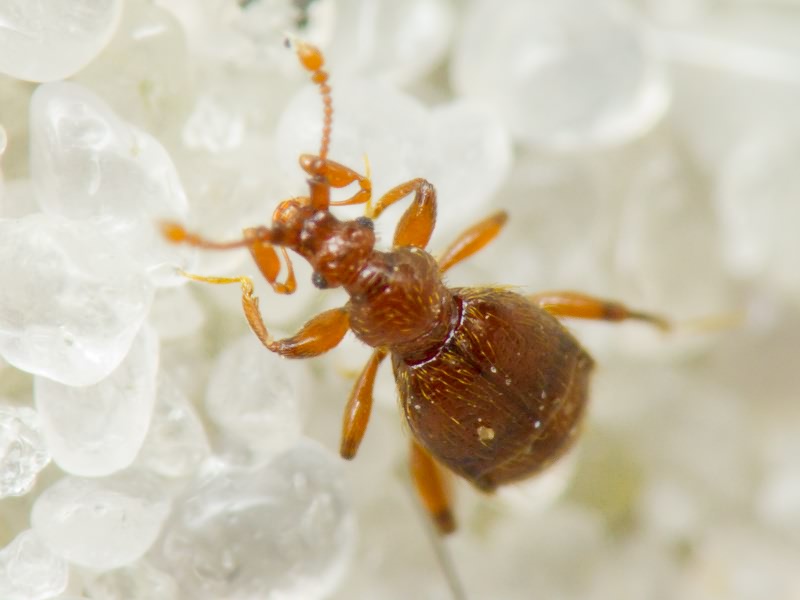 Bryaxis chaudoirii (Chaudoir, 1845)